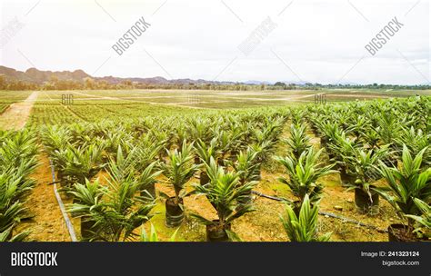 Oil Palm Plantation Image & Photo (Free Trial) | Bigstock