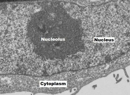 nucleolus science trends