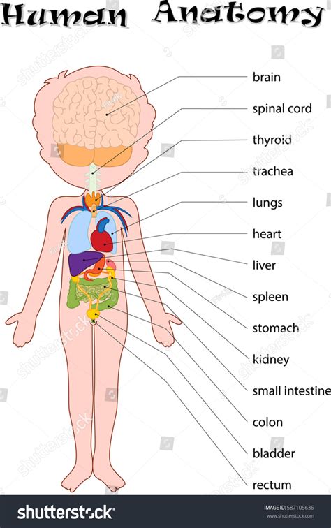 Body Parts Name With Picture For Kids