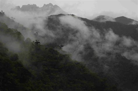 cloud forest cloud forest distribution