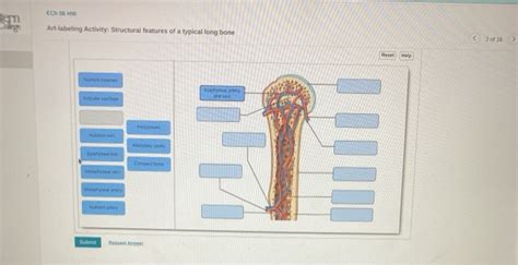 Solved Cho Hw Art Labeling Activity Structural Features Of Chegg