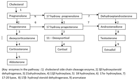 Congenital Adrenal Hyperplasia Basics Explained With, 60% OFF