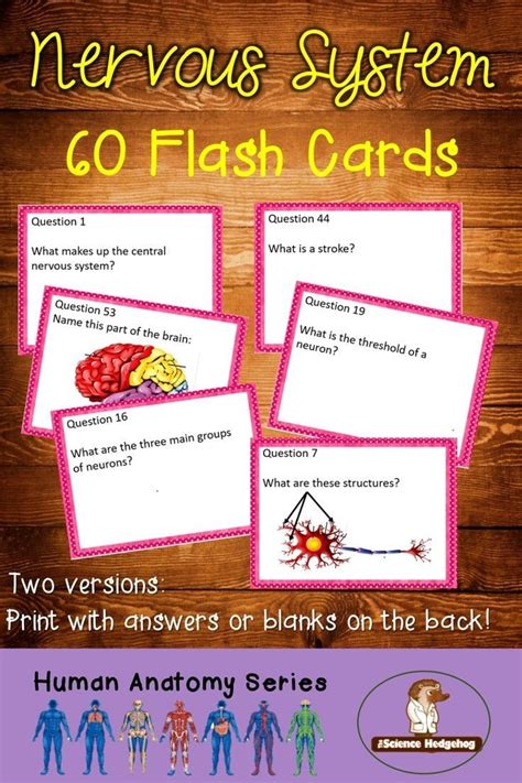 Nervous System Flash Cards Flashcards High School Science Biology