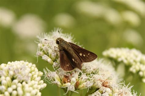 Fotos Gratis Naturaleza C Sped Blanco Fotograf A Prado Flor