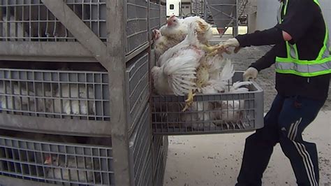 Five Farm Workers Fired After Horrific Video Shows Chickens Being Tortured Vice