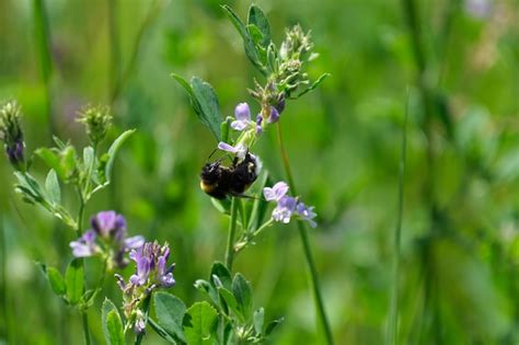 Bumblebee De Cerca En Una Flor Morada En La Naturaleza Foto Premium