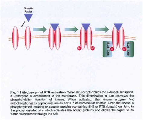 Regulation Of The Pro Survival Akt Signaling Cascade Roles Of