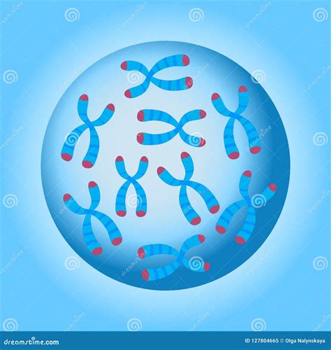 Chromosomes Cell Nucleus stock vector. Illustration of genome - 127804665