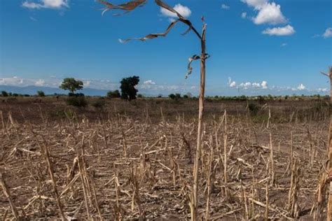 El Niño Así está impactando en la oferta agrícola y ganadera de