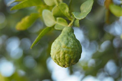 Bergamota Propiedades Beneficiosas Y Usos Aura Natural