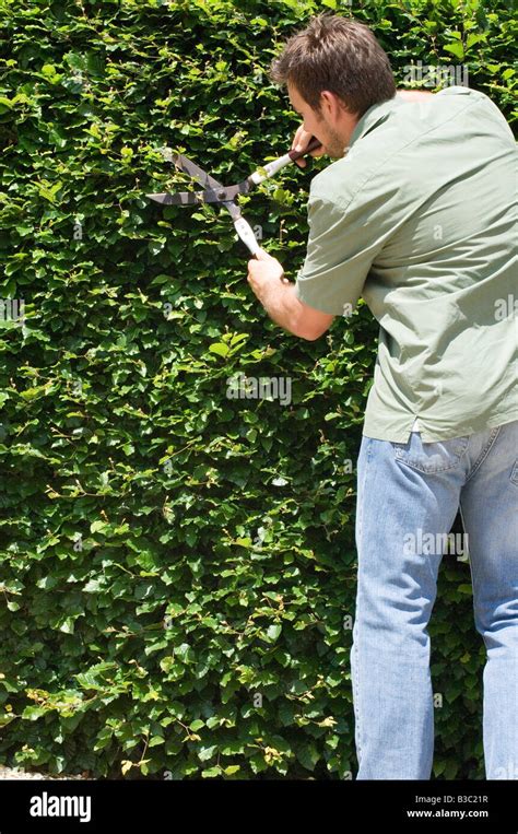 A Man Trimming A Hedge With Shears Stock Photo Alamy