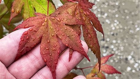 Acer Palmatum Amber Ghost Japanese Maple Youtube