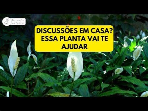 Tem Discuss Es Em Casa Essa Planta Pode Te Ajudar Youtube