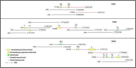 Dispersal Of Nk Homeobox Gene Clusters In Amphioxus And Humans Pnas