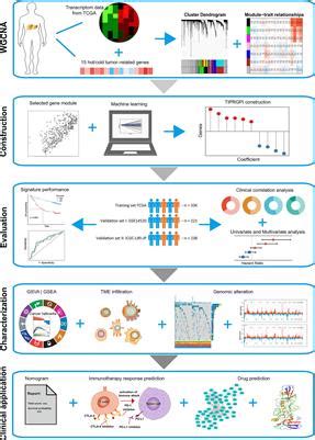 Frontiers Identification Of A Tumor Immunological Phenotype Related