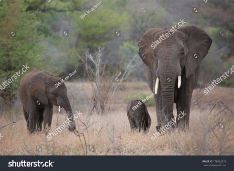 48 Elephant Cow Nursing Images, Stock Photos & Vectors | Shutterstock