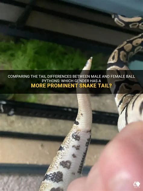 Comparing The Tail Differences Between Male And Female Ball Pythons Which Gender Has A More