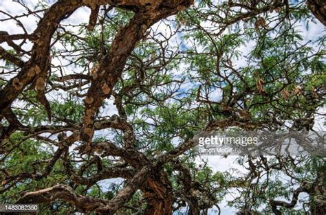 Mesquite Tree Bark Photos and Premium High Res Pictures - Getty Images