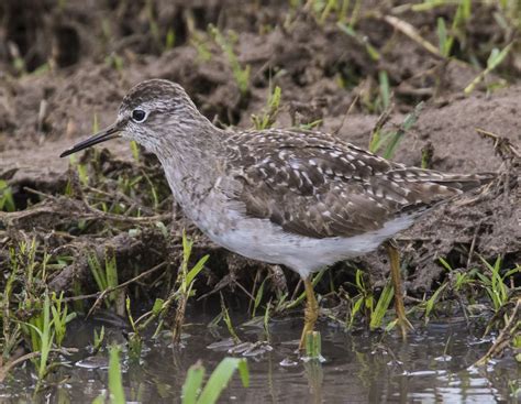 Wood Sandpiper - Owen Deutsch Photography