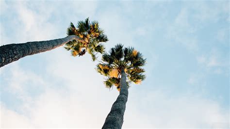 Palm Trees Sky Clouds 4k Hd Wallpaper Rare Gallery