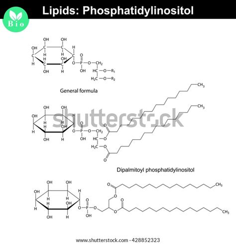 36 Phosphatidylinositol Images, Stock Photos & Vectors | Shutterstock