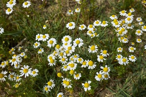 Matricaria Chamomilla in Bloom Stock Image - Image of mayweed, leaf: 190685099