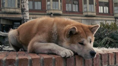 O Que Aconteceu O Cachorro De Sempre Ao Seu Lado