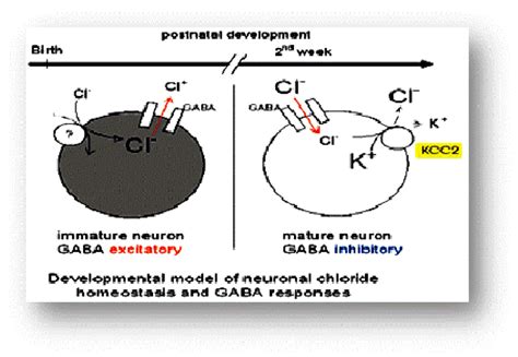 Mode of action of fipronil | Download Scientific Diagram