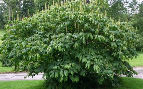 Los Mejores Arbustos Perennes De R Pido Crecimiento Hoja Perenne