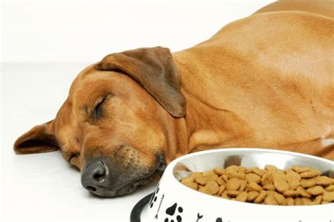 Persuasión equivocado Descanso mi perro comio goma espuma Además