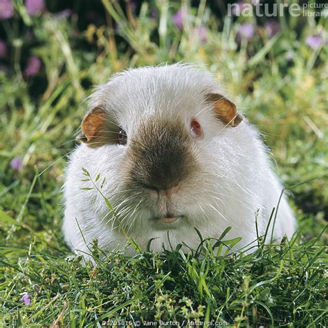 Stock Photo Of Himalayan Guinea Pig Male Available For Sale On