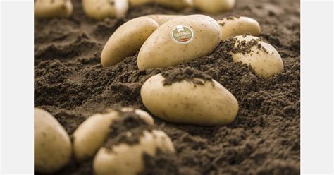 New potatoes hit Spanish supermarket shelves
