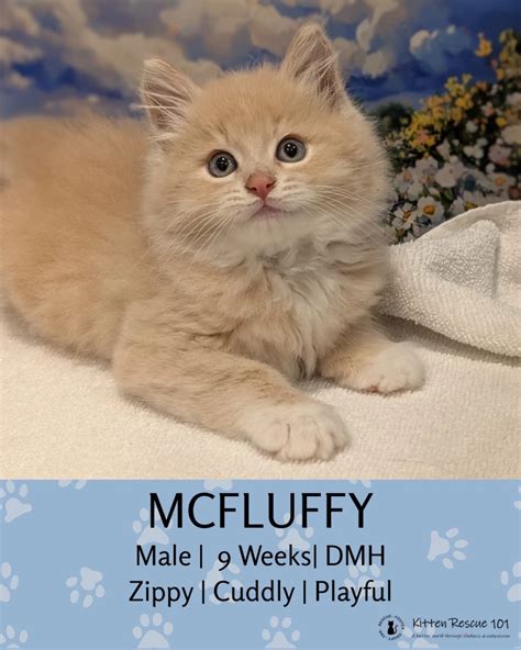 Kitten Rescue 101 | Fremont CA