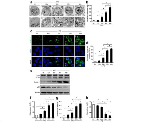 Effect Of Hypoxic Preconditioning Hpc On The Autophagy Of Bm Mscs A