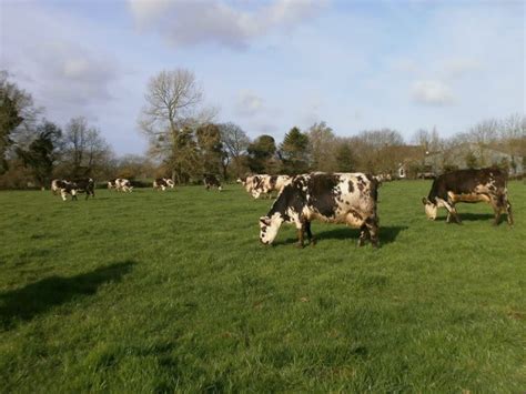 Cagnotte Un Nouveau Toit Pour Nos Vaches Leetchi