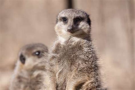 Ubuntu Plans Maverick Meerkat Software Itnews