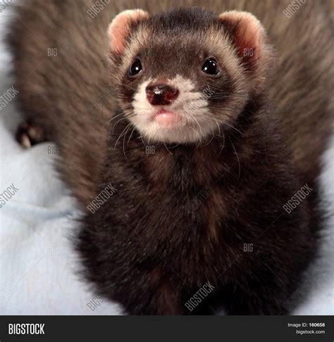 Sable Ferret Image & Photo | Bigstock