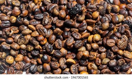 Roasted Arabica Robusta Coffee Beans Stock Photo 1967301565 | Shutterstock