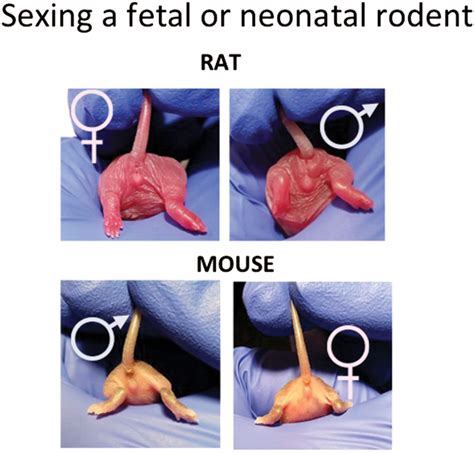 Incorporating Sex As A Variable In Preclinical Neuropsychiatric
