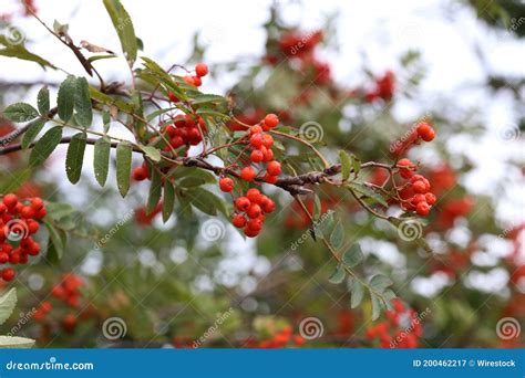 Closeup Of Rowanberries On A Rowanberry Tree Stock Image Image Of