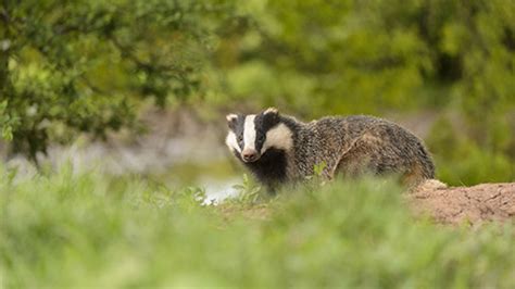 Oral Tb Badger Vaccine Trial Results Encouraging Farmers Weekly