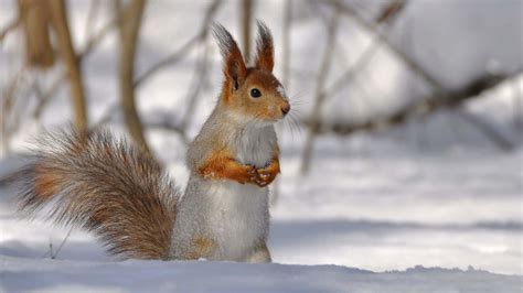 winter animal wallpapers wallpaperscom