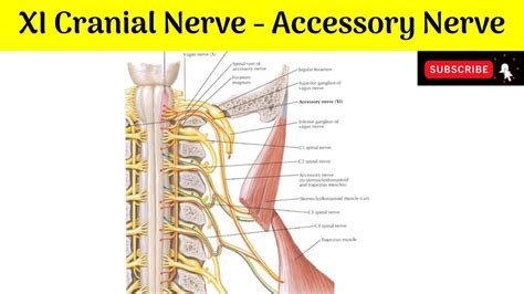 Discover the Fascinating XI Cranial Nerve