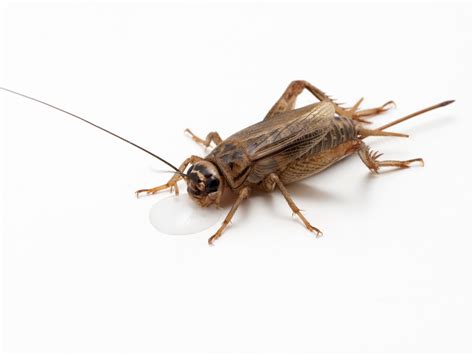 Coachella Valley Cricket Pest Control Desert Pest Specialists