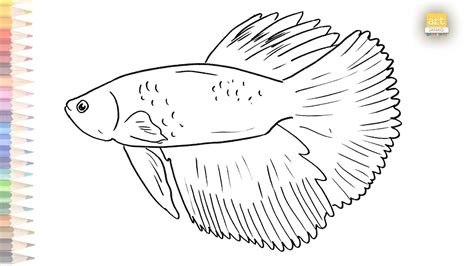 Betta Fish Drawing Easy How To Draw Betta Fish Siamese Fighting