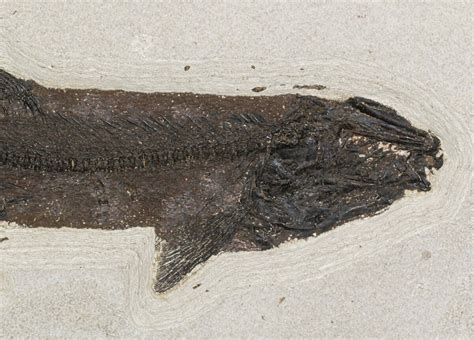 Rare, 17" Notogoneus Fossil Fish Wall Mount - (Special Price) (#51339 ...