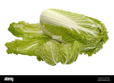 fresh beijing cabbage   white background isolated stock photo alamy