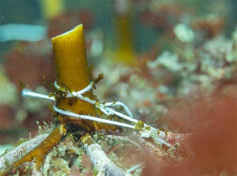 Giant Kelp Restoration Oceanimaging