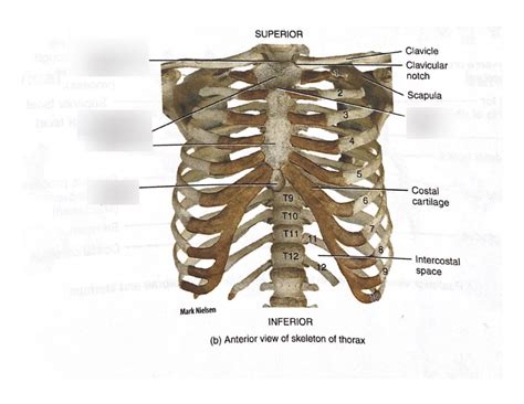 Lab 3 Axial Skeleton Sternum 2 Diagram Quizlet