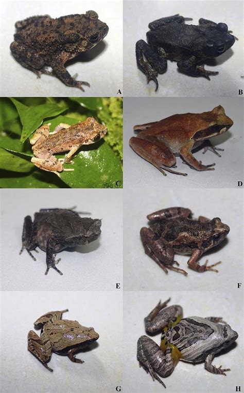 Bufonidae (A, B), Megophryidae (C-E), and Microhylidae (F-H) of Hai Ha ...